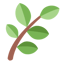 Fern